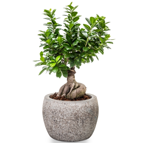 Bonsai in a grey pot