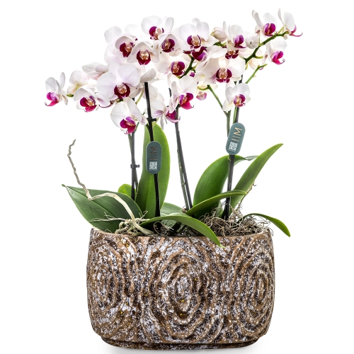 Red Lips orchid in a vintage stone pot