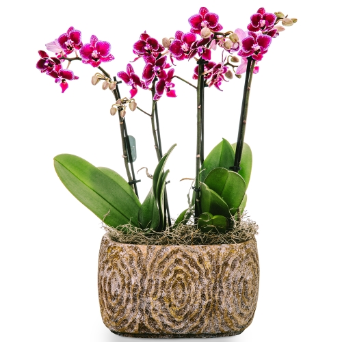 Pink orchids in vintage pot