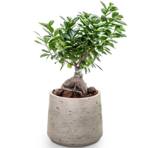 Φυτό bonsai σε γκρι ανοιχτό πέτρινο κασπώ