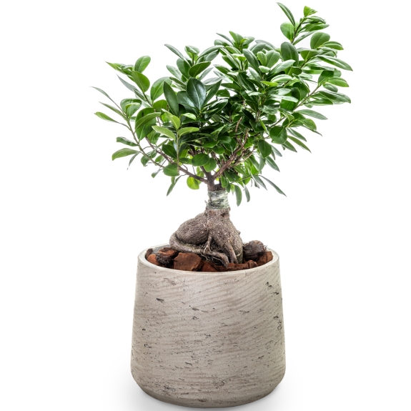 Bonsai plant in grey pot