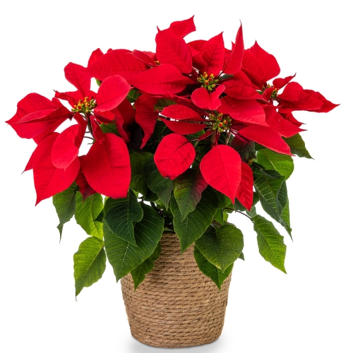 Poinsettia in a basket