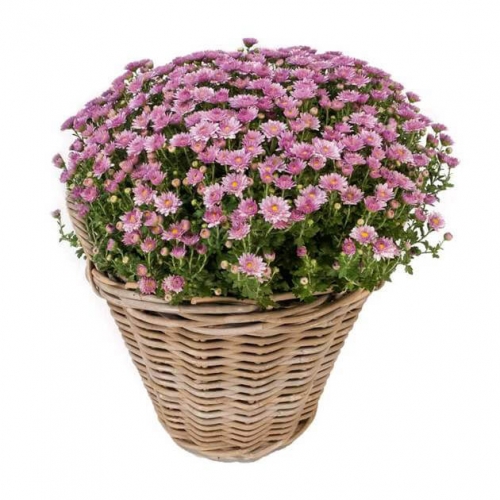 Purple chrysanthemum plant