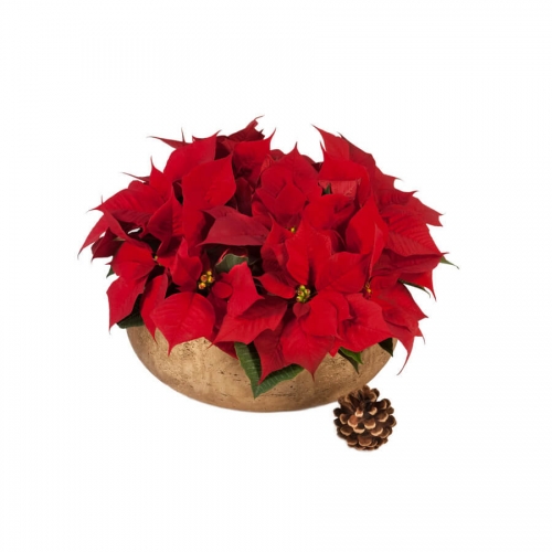 Poinsettia