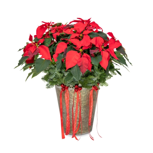 Poinsettia on a large iron base