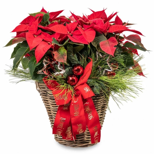 Poinsettias and ornaments in a basket