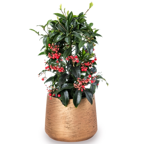 Ardisia Crenata plant in gold fiberstone pot