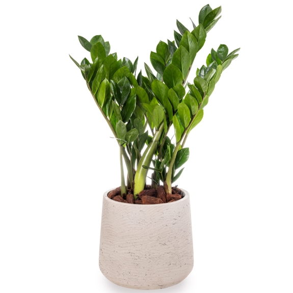 Plant Zamia in grey fiberstone pot