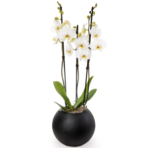 Phalaenopsis orchid plant in a black matte spherical pot