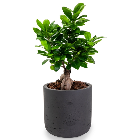 Bonsai σε πέτρινο κασπώ