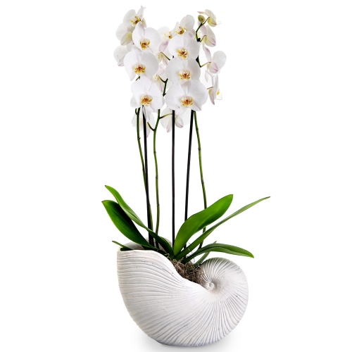 White orchid in shell