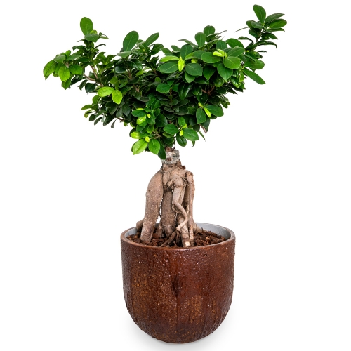 Bonsai 