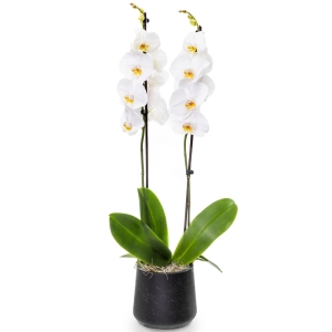 Plant orchid phalenopsis on black pot