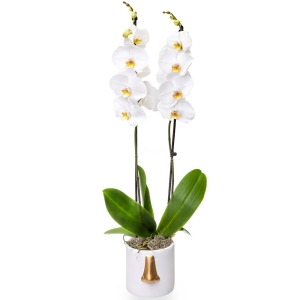 Plant orchid phalenopsis on a pot with gold nose