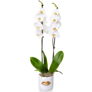 Plant orchid phalenopsis on a pot with gold lips