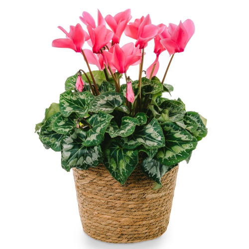 Pink cyclamen in a basket