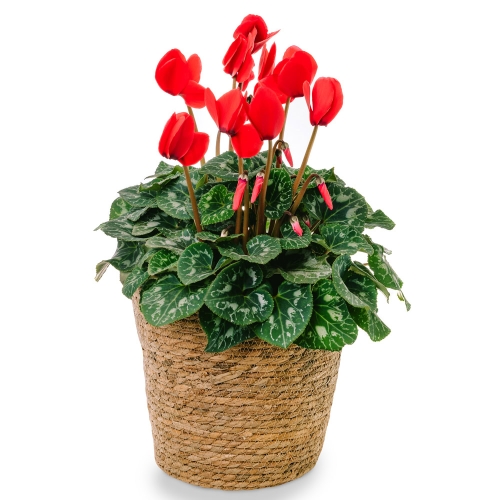 Red cyclamen in a basket